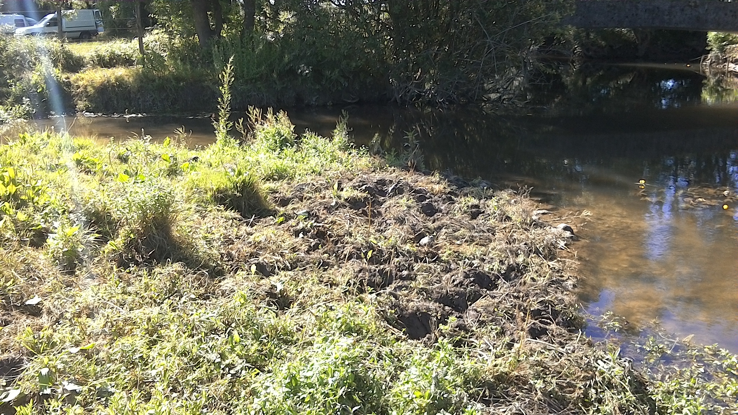 Piétinement de berges