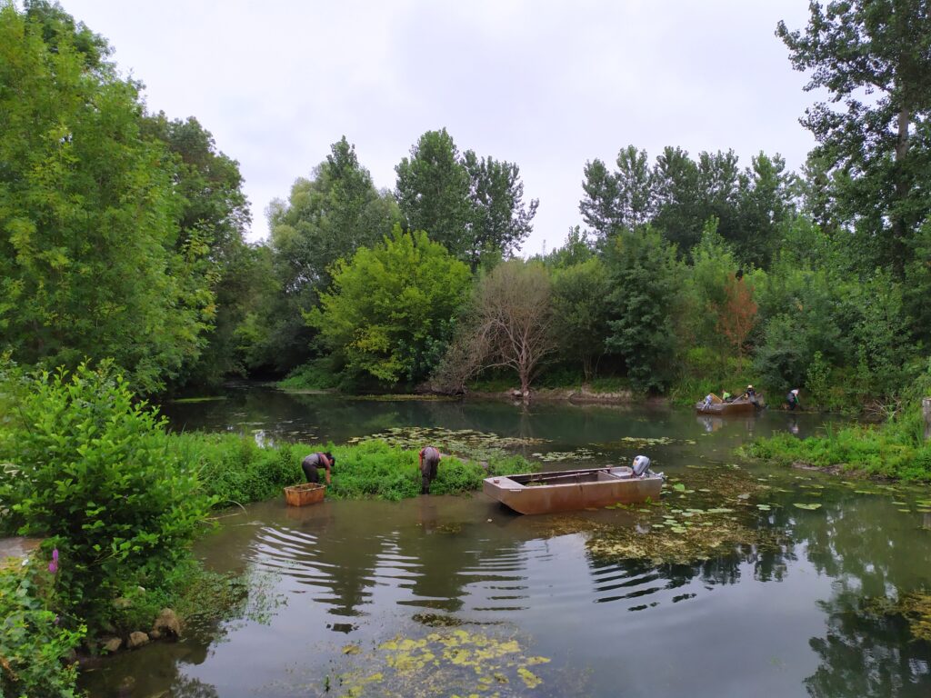 Gestion des espèces invasives