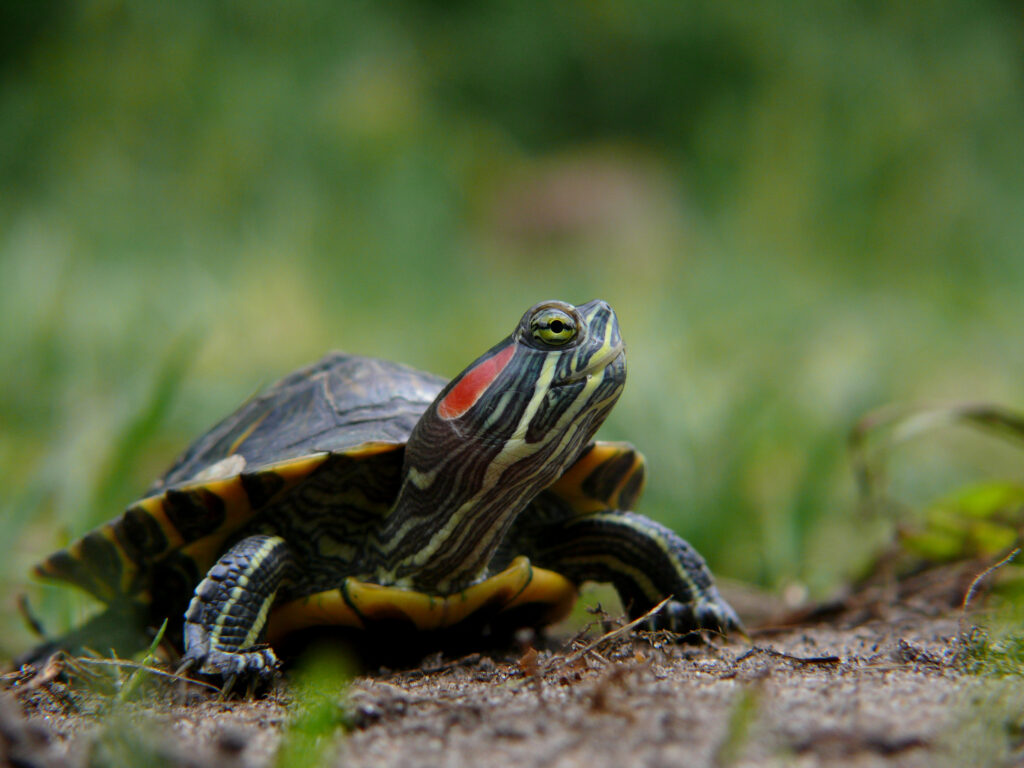 Tortue Floride