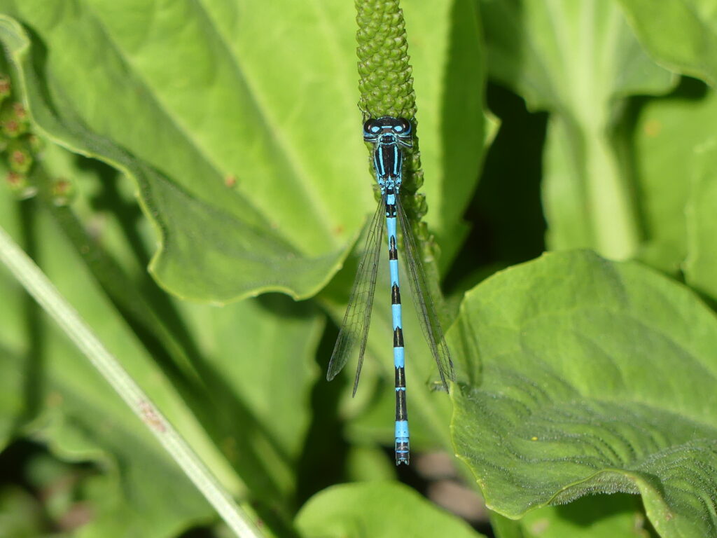 Agrion de mercure