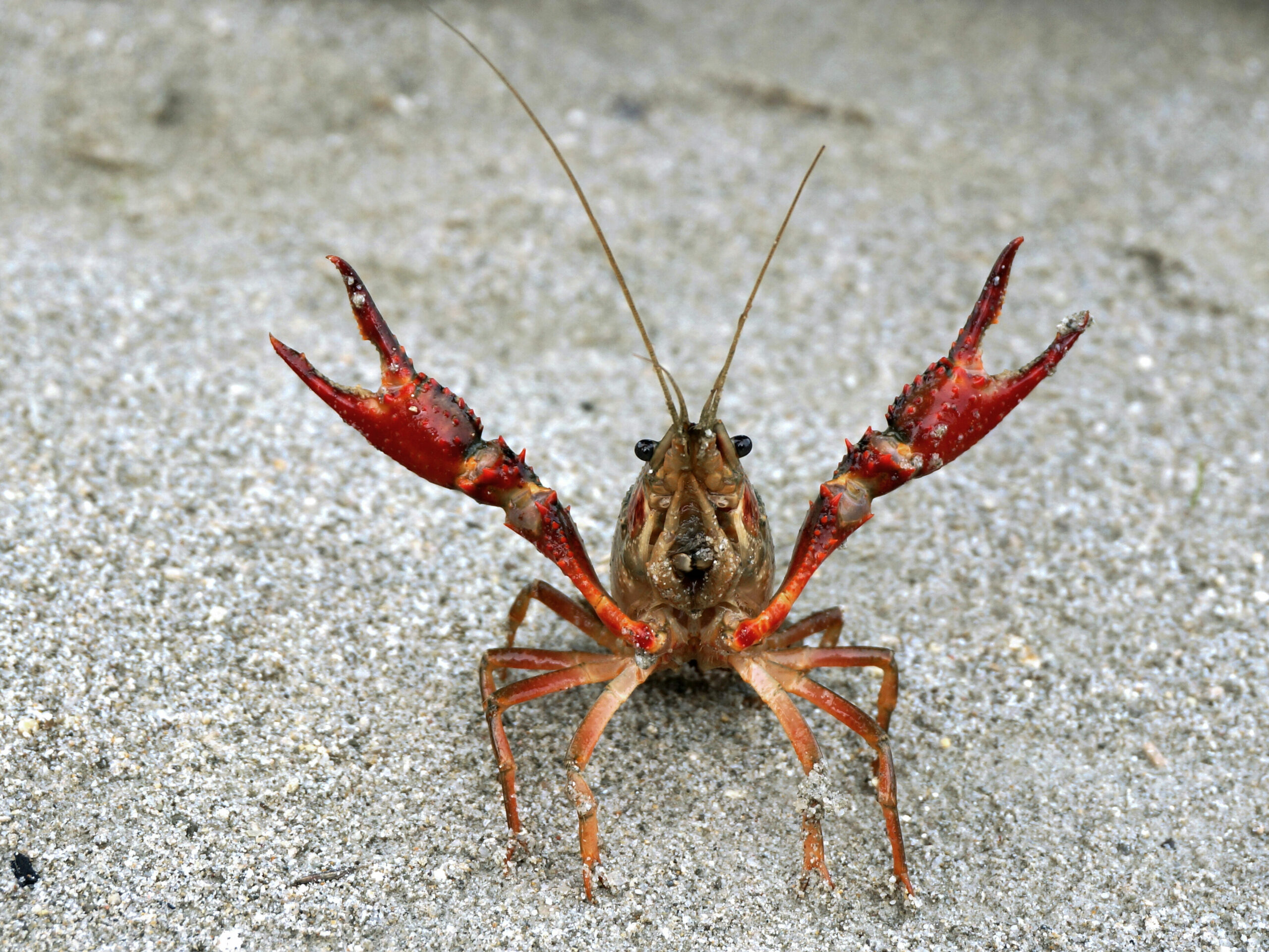 Procambarus clarkii