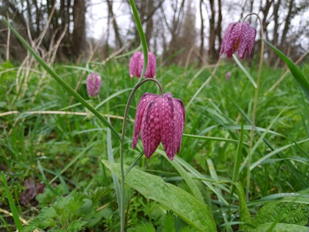 Fritillaire pintade
